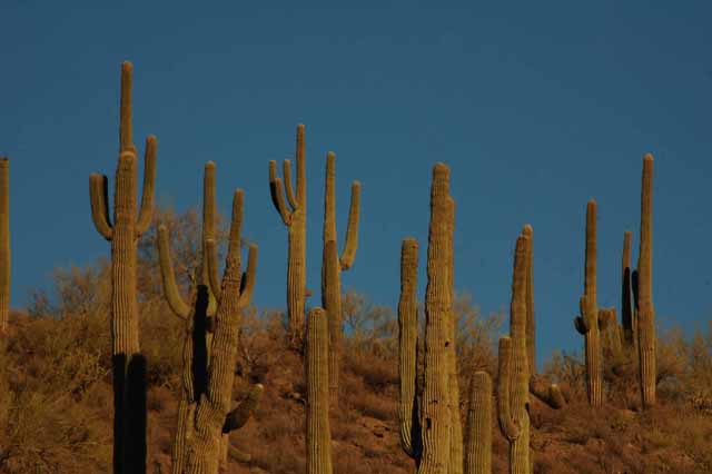 Saguaro cactus 